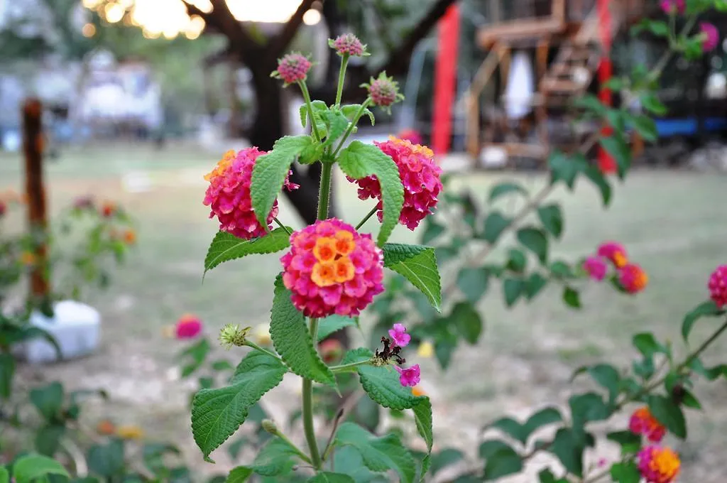 Mursel Pension Garden Hotel Kusadası 0*,  Türkei